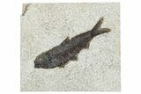 Detailed Fossil Fish (Knightia) - Wyoming #292368-1